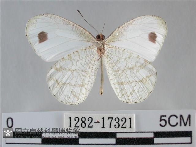 纖粉蝶、黑點粉蝶藏品圖，第2張