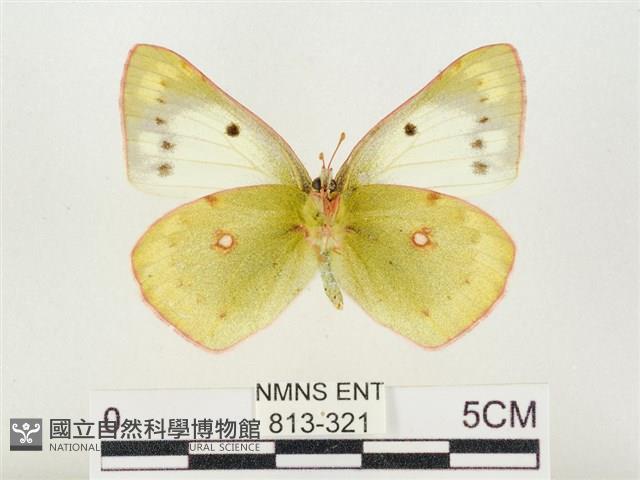 紋黃粉蝶藏品圖，第2張