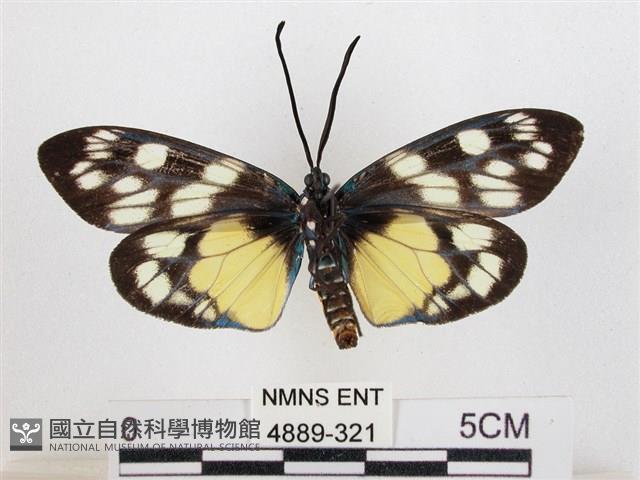 蓬萊茶斑蛾藏品圖，第2張