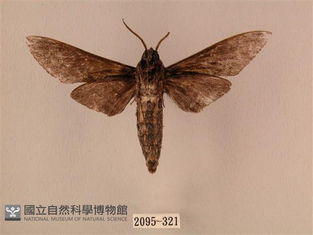 白星天蛾藏品圖，第2張