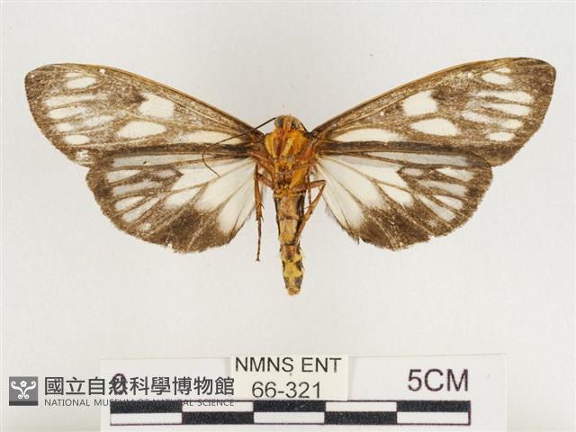 巨網燈蛾藏品圖，第2張