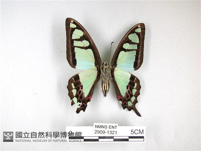 寬帶青鳳蝶藏品圖，第2張