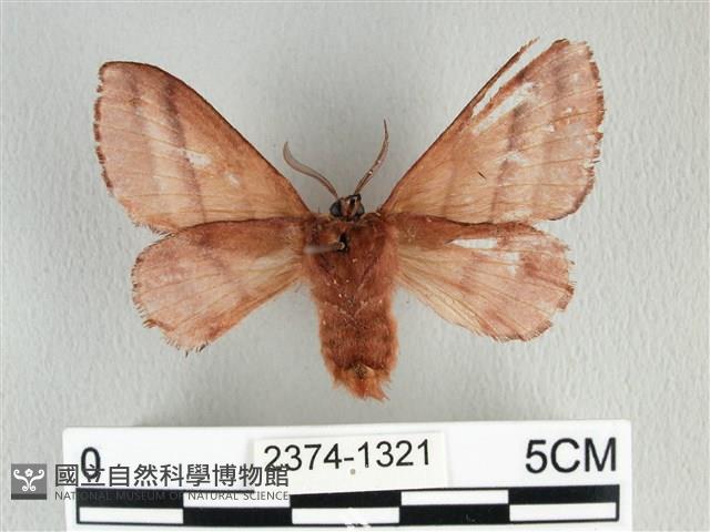 川邊氏枯葉蛾藏品圖，第2張