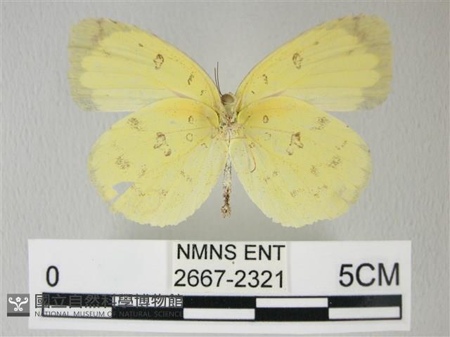 荷氏黃蝶藏品圖，第2張