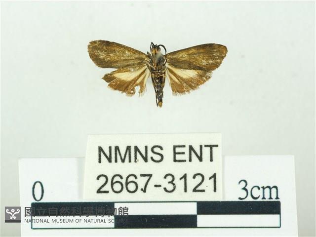 叉紋閃舞蛾藏品圖，第2張