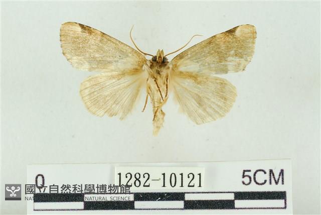 大斑波紋蛾藏品圖，第2張