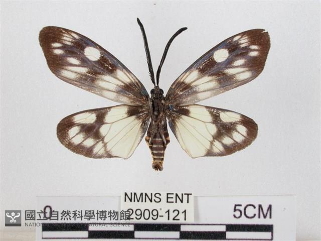 蓬萊茶斑蛾藏品圖，第2張