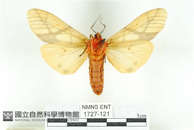 乳白斑燈蛾藏品圖，第2張