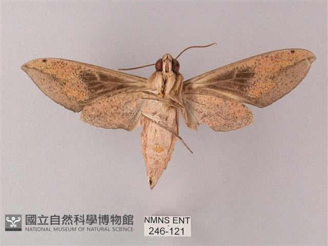 藏斜紋天蛾藏品圖，第2張