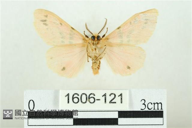 三條橙燈蛾藏品圖，第2張