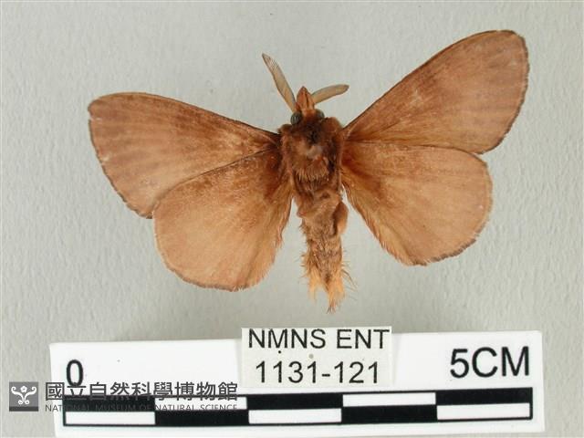 馬尾松枯葉蛾藏品圖，第2張