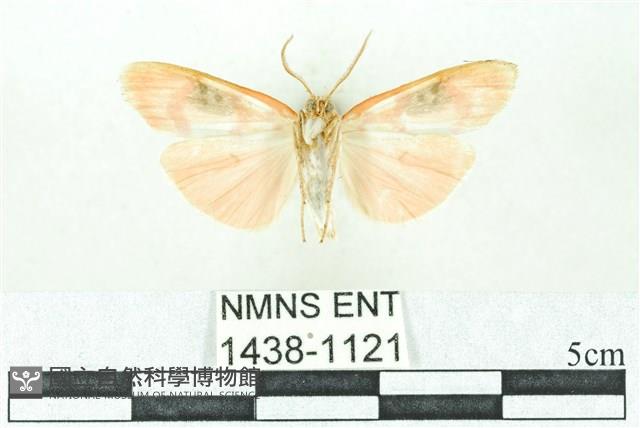 臺雪苔蛾藏品圖，第2張