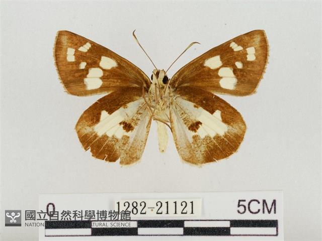 薑弄蝶藏品圖，第2張