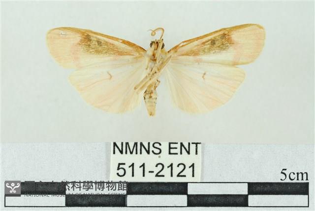 臺雪苔蛾藏品圖，第2張