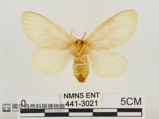 榕透翅毒蛾藏品圖，第2張