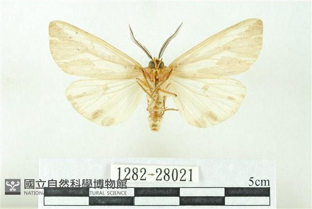 赭新污燈蛾藏品圖，第2張