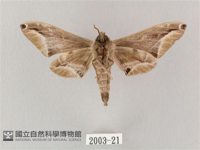 白點天蛾 藏品圖，第2張