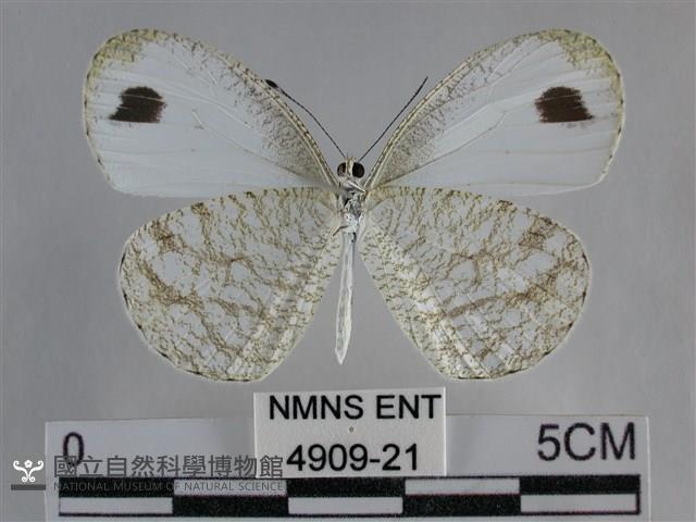 纖粉蝶、黑點粉蝶藏品圖，第2張