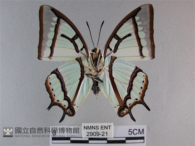 小雙尾蛺蝶藏品圖，第2張