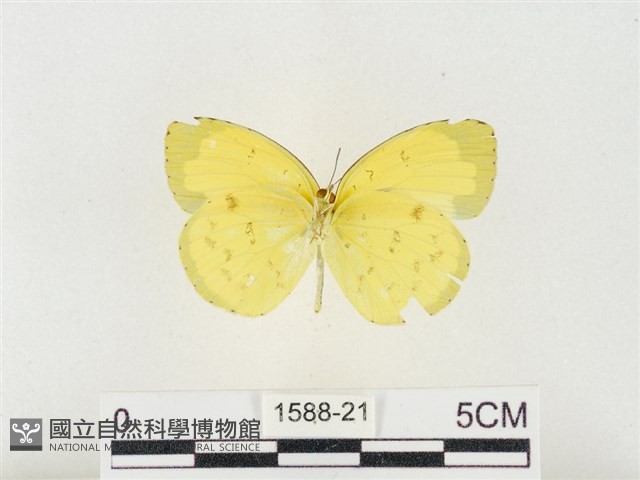 島嶼黃蝶、江崎黃蝶藏品圖，第2張