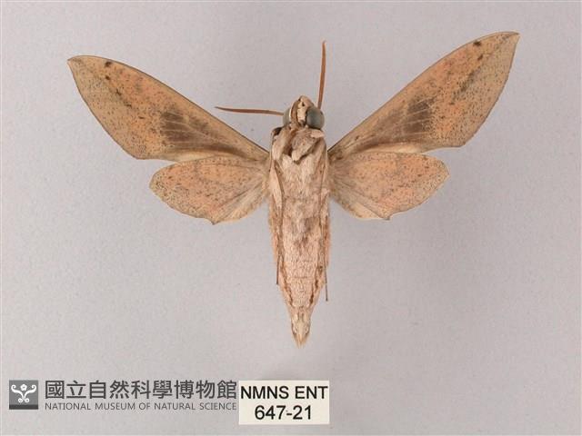 藏斜紋天蛾藏品圖，第2張