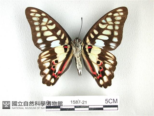 木蘭青鳳蝶藏品圖，第2張