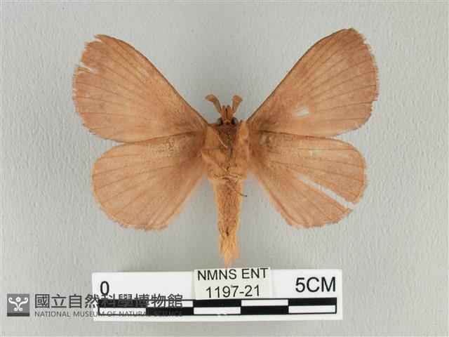 波紋枯葉蛾藏品圖，第2張