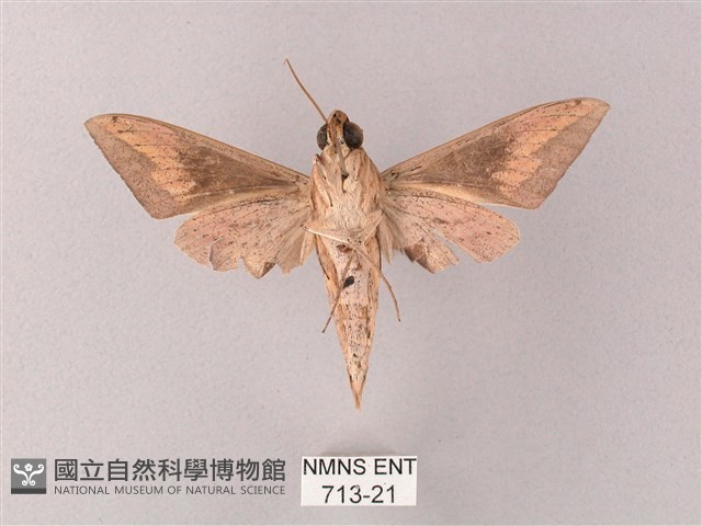 直翅斜紋天蛾藏品圖，第2張