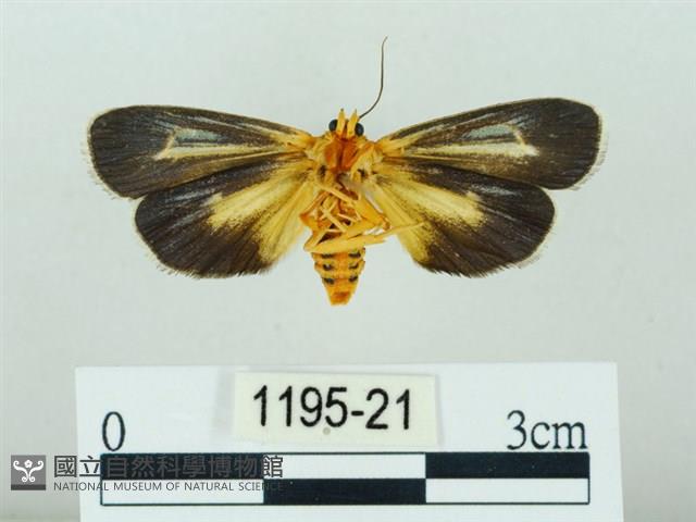 黃肩奇蛾藏品圖，第2張