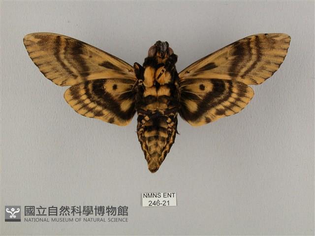 鬼臉天蛾藏品圖，第2張