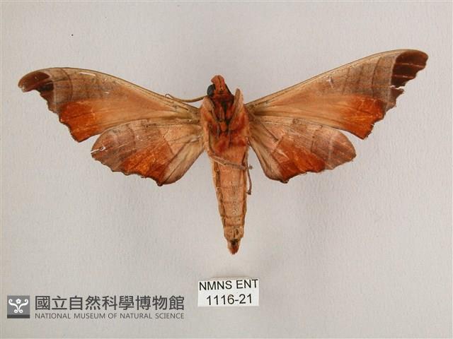 黑角六點天蛾藏品圖，第2張