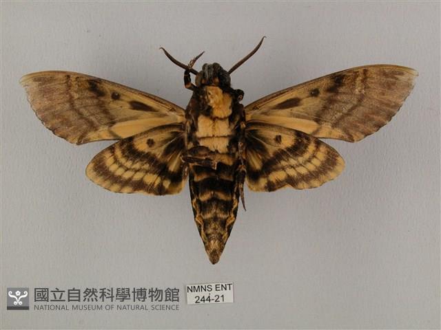 鬼臉天蛾藏品圖，第2張