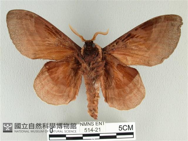 松大毛蟲藏品圖，第2張