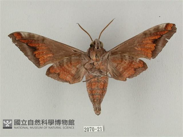 全緣缺角天蛾藏品圖，第2張