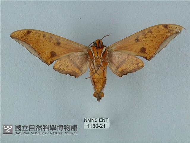 裂斑鷹翅天蛾藏品圖，第2張