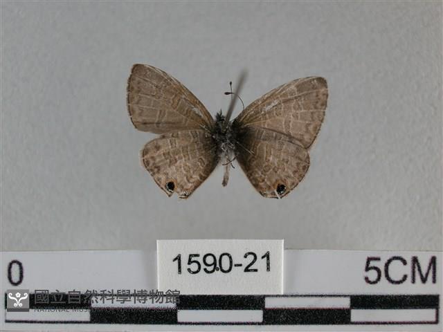 波灰蝶藏品圖，第2張