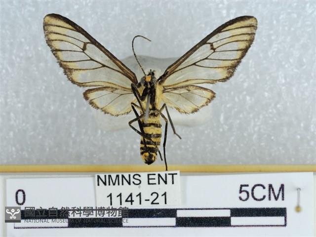 登錄號:001141-00021藏品圖，第2張