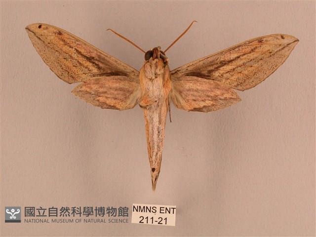 棕綠背線天蛾藏品圖，第2張