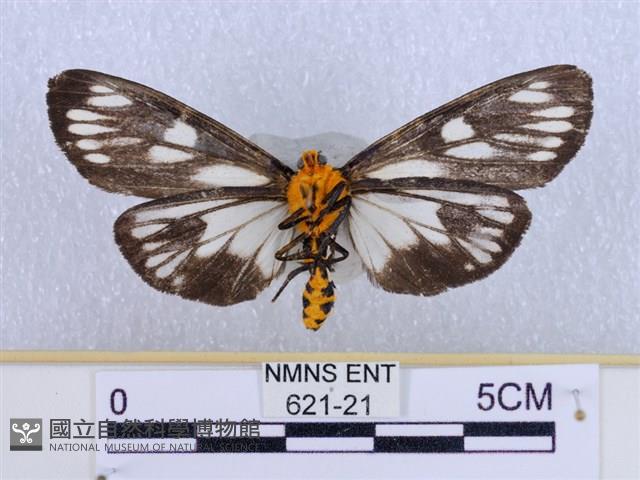 巨網燈蛾藏品圖，第2張