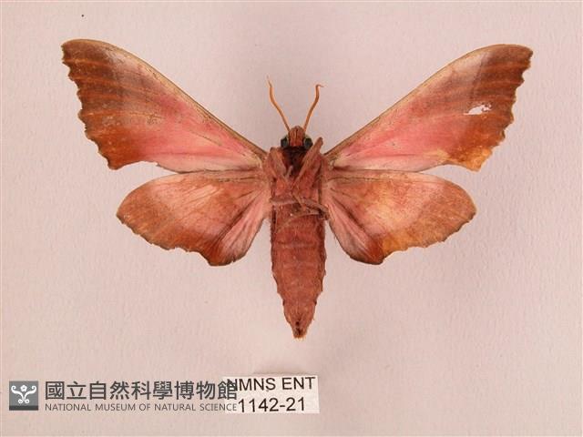 桃紅六點天蛾藏品圖，第2張