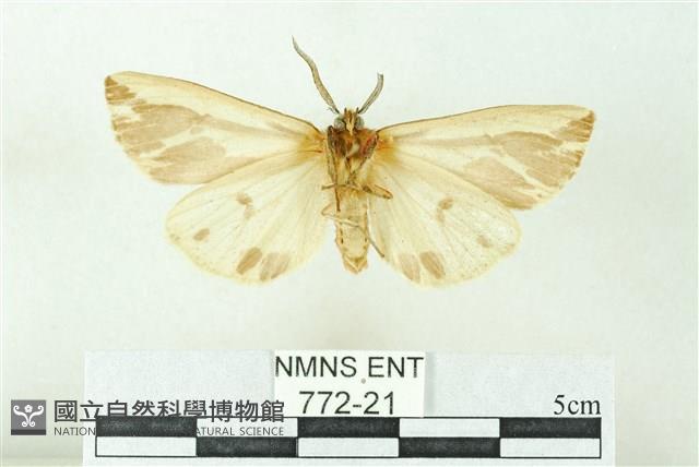 赭新污燈蛾藏品圖，第2張