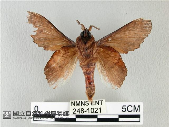 鋸緣枯葉蛾藏品圖，第2張