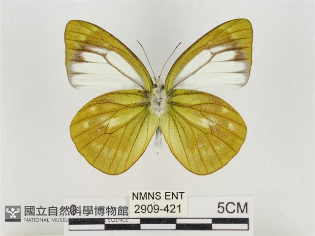 淡褐脈粉蝶藏品圖，第2張