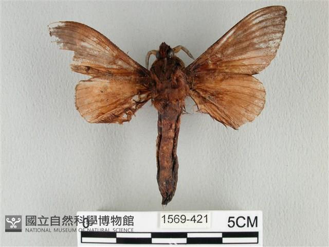 大褐斑枯葉蛾藏品圖，第2張