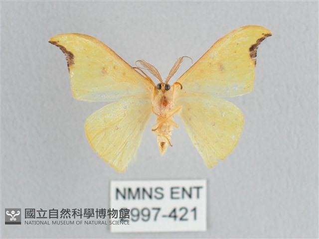 彎黑黃鉤蛾藏品圖，第2張