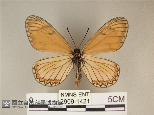 苧麻細蝶藏品圖，第2張