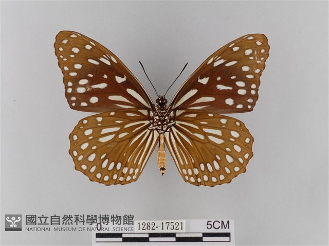 淡紋青斑蝶藏品圖，第2張