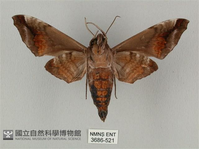 半緣缺角天蛾藏品圖，第2張