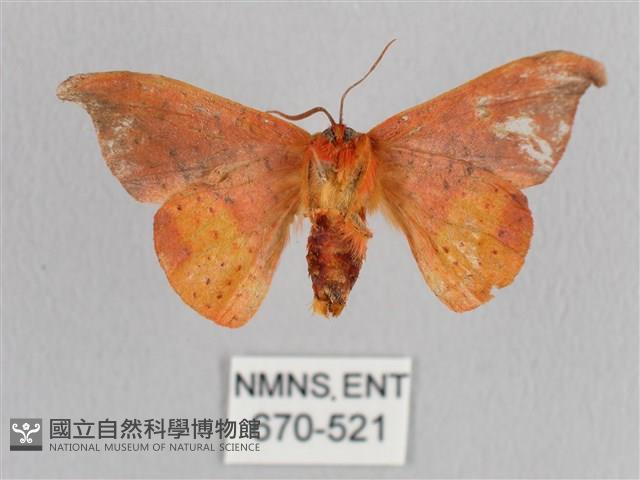 銀端帶鉤蛾藏品圖，第2張