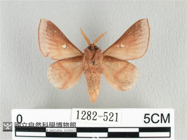 月斑枯葉蛾藏品圖，第2張